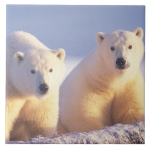 Polar bear sow with cub on pack ice tile