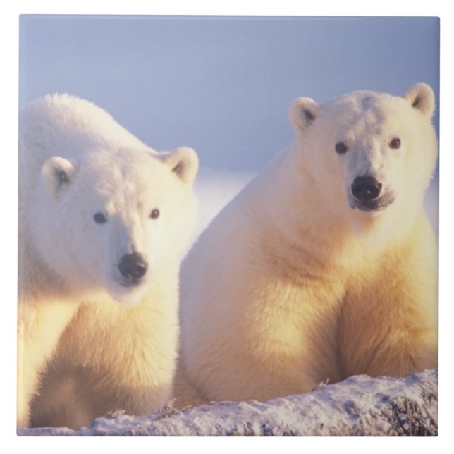 Polar bear sow with cub on pack ice tile (Front)