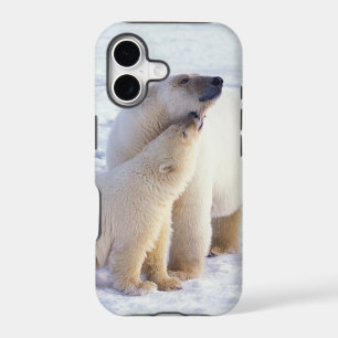 Polar bear sow with cub, pack