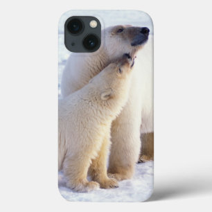 Polar bear sow with cub, pack iPhone 13 case