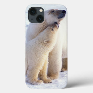 Polar bear sow with cub, pack iPhone 13 case