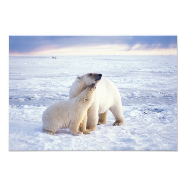 Polar bear sow with cub, pack photo print (Front)