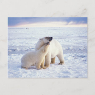 Polar bear sow with cub, pack postcard