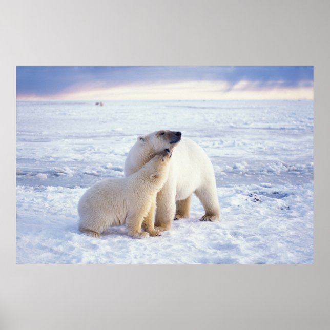 Polar bear sow with cub, pack poster (Front)