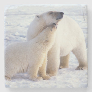 Polar bear sow with cub, pack stone coaster