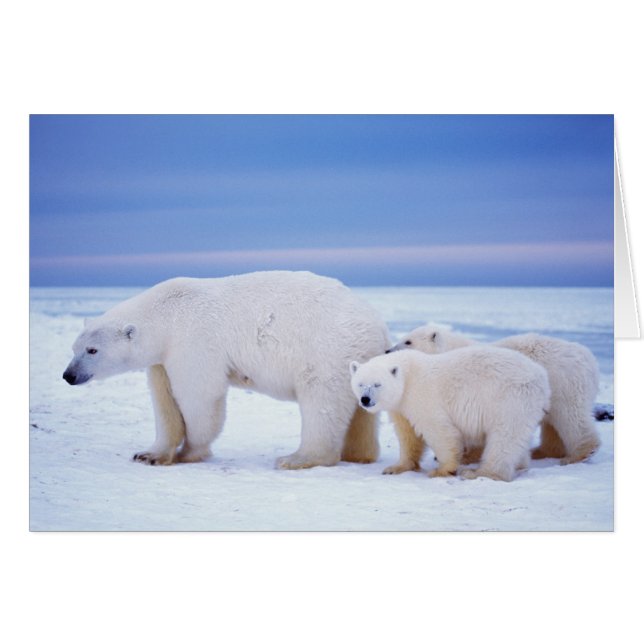 Polar bear sow with cubs (Front Horizontal)