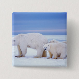 Polar bear sow with cubs 15 cm square badge