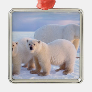 Polar bear sow with cubs on pack ice, coastal metal tree decoration
