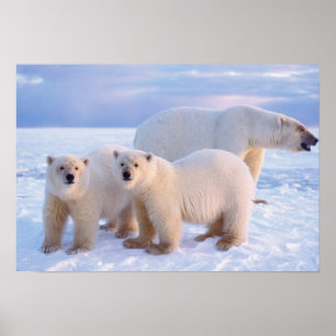 Polar bear sow with cubs on pack ice, coastal poster