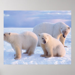 Polar bear sow with cubs on pack ice of coastal poster