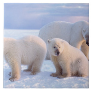 Polar bear sow with cubs on pack ice of coastal tile
