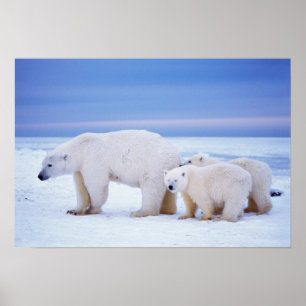 Polar bear sow with cubs on pack ice of poster