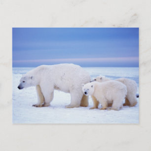 Polar bear sow with cubs postcard