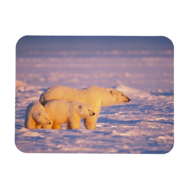 Polar bear sow with spring cubs on the frozen magnet (Horizontal)