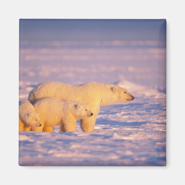 Polar bear sow with spring cubs on the frozen magnet (Front)