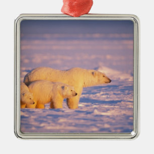 Polar bear sow with spring cubs on the frozen metal tree decoration