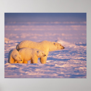 Polar bear sow with spring cubs on the frozen poster
