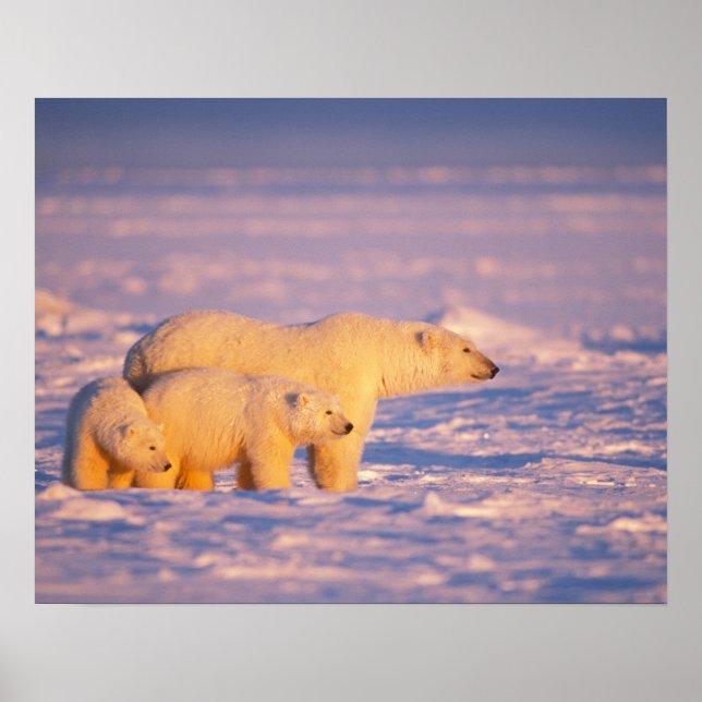 Polar bear sow with spring cubs on the frozen poster (Front)