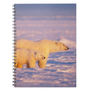 Polar bear sow with spring cubs on the frozen spiral notebook