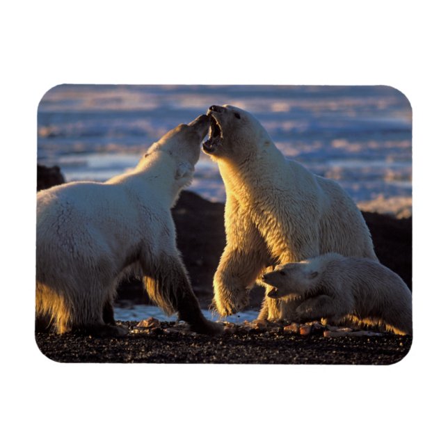 Polar bear sows with cub at side, 1002 coastal magnet (Horizontal)