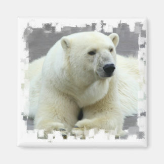 Polar Bear Square Magnet