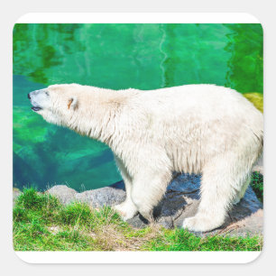 Polar bear square sticker