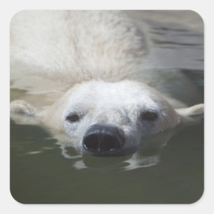 Polar Bear Square Sticker