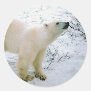 Polar Bear Sticker