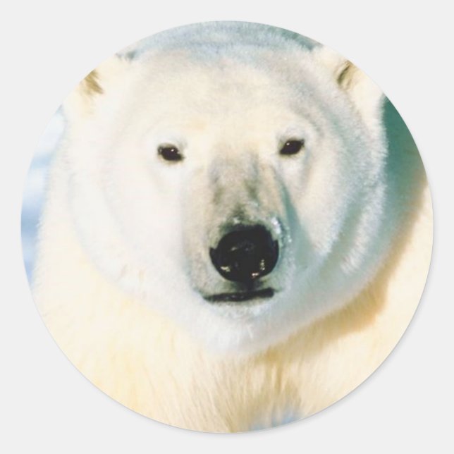 Polar Bear Sticker (Front)