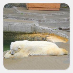 Polar Bear Stickers