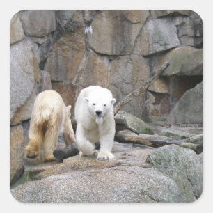 POLAR BEAR stickers