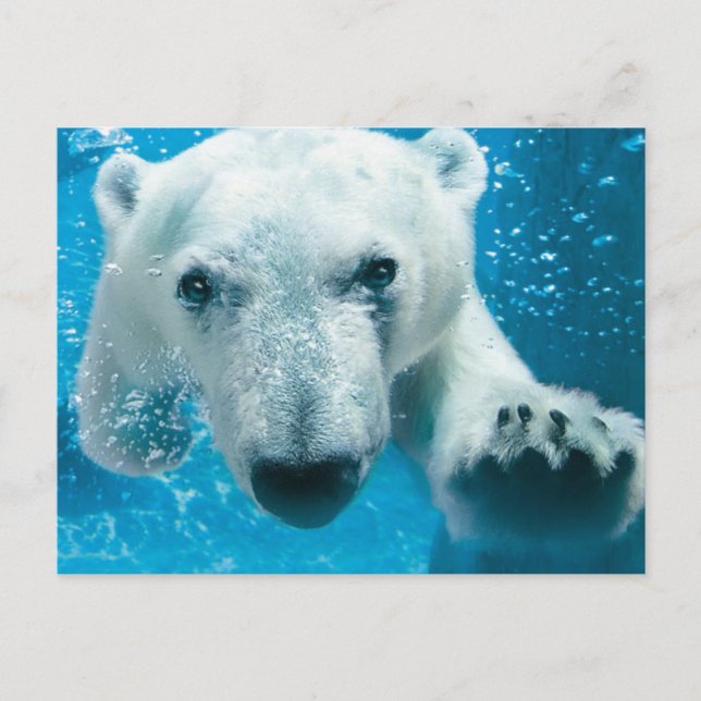 Polar Bear Swimming Postcard (Front)