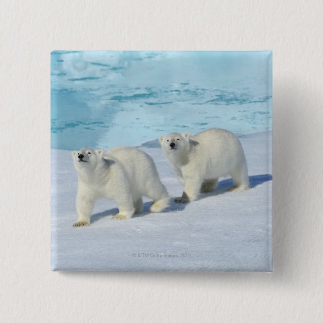 Polar bear, two cups on pack ice, Ursus 15 Cm Square Badge (Front)