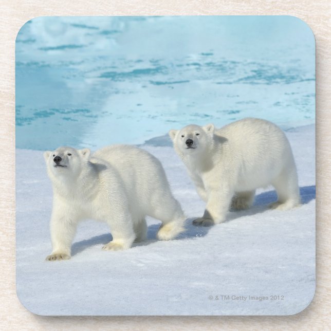 Polar bear, two cups on pack ice, Ursus Coaster (Front)