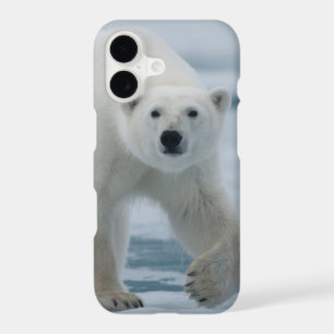 Polar Bear, Ursus Maritimus, Adult