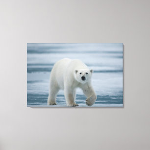 Polar Bear, Ursus Maritimus, Adult Canvas Print