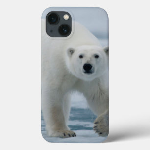 Polar Bear, Ursus Maritimus, Adult iPhone 13 Case