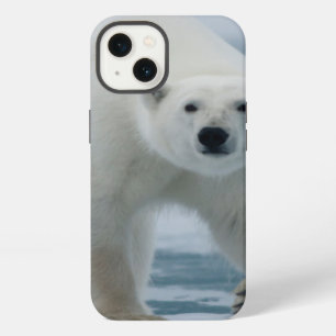 Polar Bear, Ursus Maritimus, Adult iPhone 13 Case
