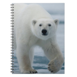 Polar Bear, Ursus Maritimus, Adult Notebook