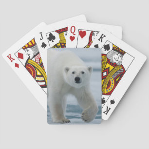 Polar Bear, Ursus Maritimus, Adult Playing Cards