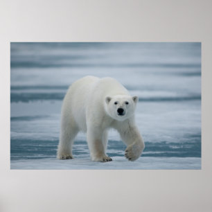 Polar Bear, Ursus Maritimus, Adult Poster