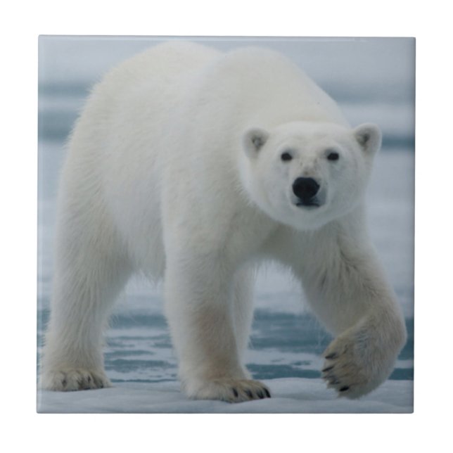Polar Bear, Ursus Maritimus, Adult Tile (Front)