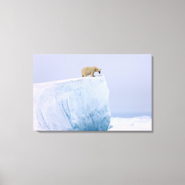 polar bear, Ursus maritimus Canvas Print (Front)