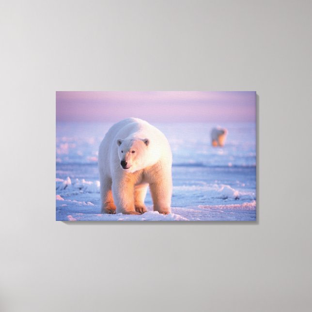 polar bear, Ursus maritimus Canvas Print (Front)