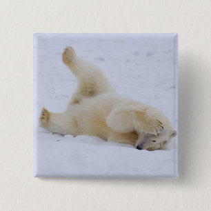 polar bear, Ursus maritimus, cub rolling 15 Cm Square Badge