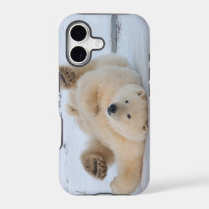polar bear, Ursus maritimus, cub rolling 3