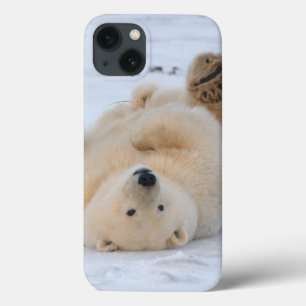 polar bear, Ursus maritimus, cub rolling 3 iPhone 13 Case