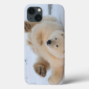 polar bear, Ursus maritimus, cub rolling 3 iPhone 13 Case