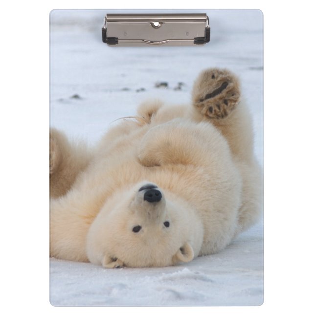 polar bear, Ursus maritimus, cub rolling 3 Clipboard (Front)