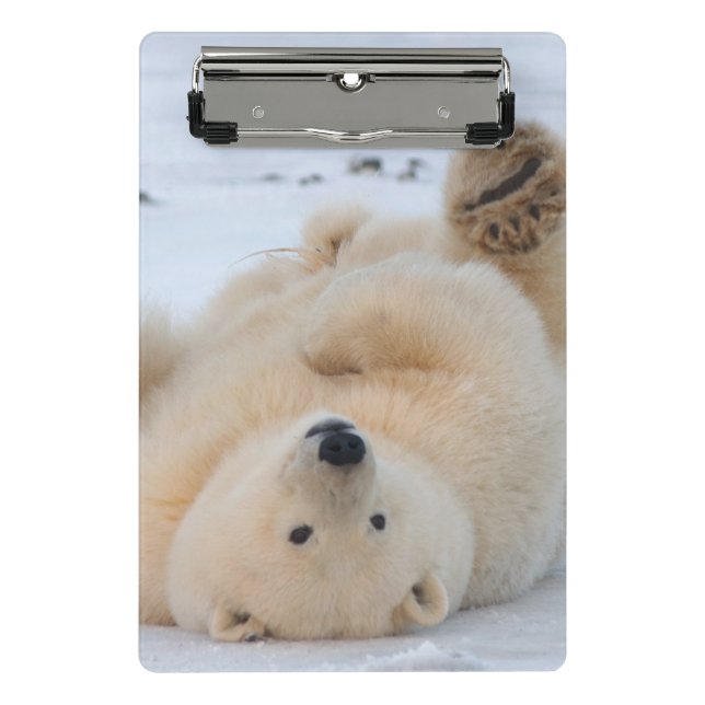 polar bear, Ursus maritimus, cub rolling 3 Mini Clipboard (Front)